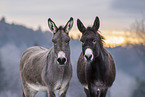 Donkeys in the winter