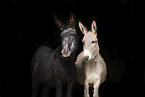 donkeys