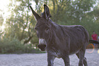 donkey