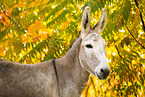 donkey portrait