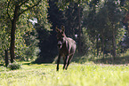 galloping donkey