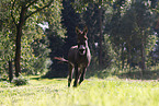 galloping donkey