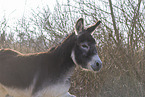 donkey