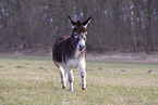 donkey