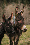 donkey