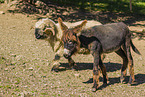 donkey and sheep
