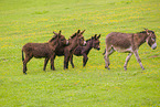 donkey