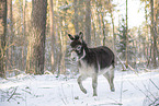 donkey in the winter