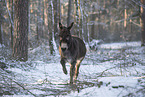 donkey in the winter