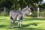 donkey