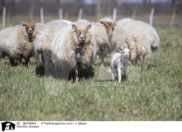 Drenthe Heideschafe / Drenthe sheeps / JM-09904