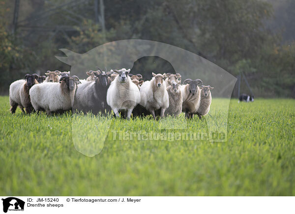Drenthe Heideschafe / Drenthe sheeps / JM-15240