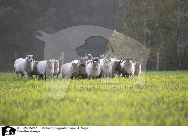 Drenthe Heideschafe / Drenthe sheeps / JM-15241
