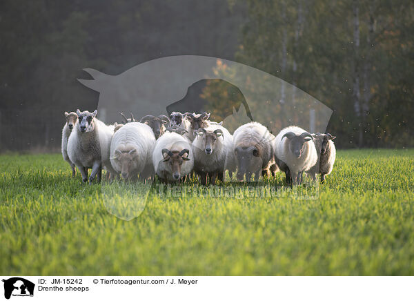 Drenthe Heideschafe / Drenthe sheeps / JM-15242