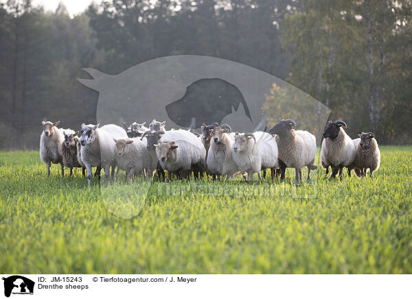 Drenthe Heideschafe / Drenthe sheeps / JM-15243