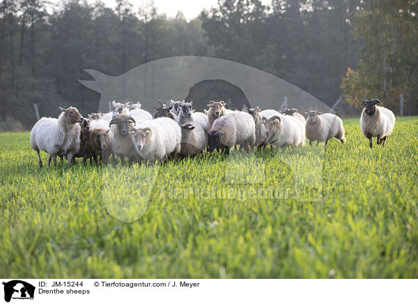 Drenthe Heideschafe / Drenthe sheeps / JM-15244