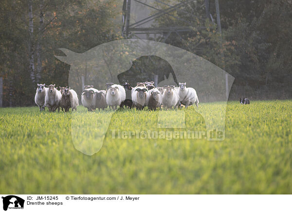Drenthe Heideschafe / Drenthe sheeps / JM-15245