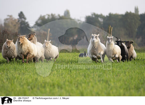Drenthe Heideschafe / Drenthe sheeps / JM-15247