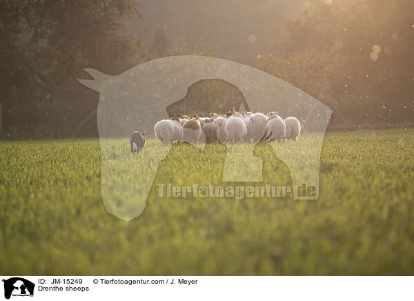 Drenthe Heideschafe / Drenthe sheeps / JM-15249
