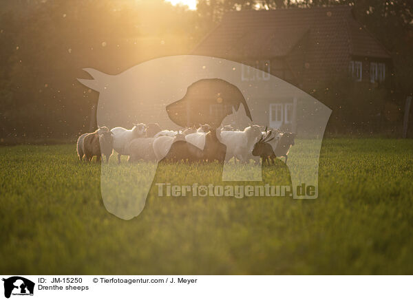 Drenthe Heideschafe / Drenthe sheeps / JM-15250
