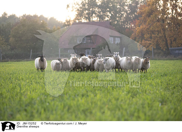 Drenthe Heideschafe / Drenthe sheeps / JM-15252