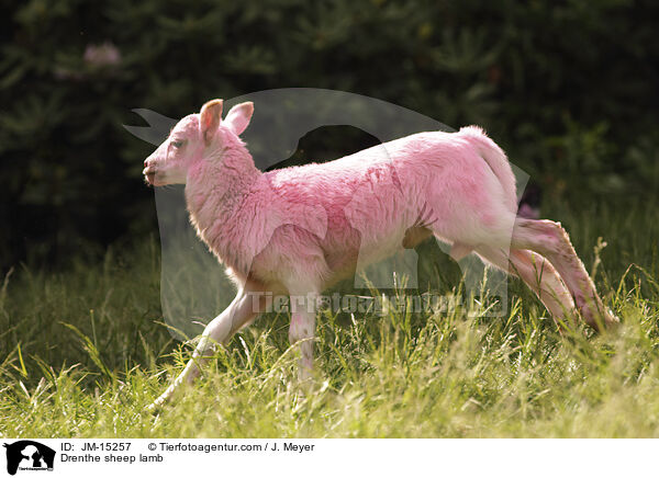 Drenthe Heideschaf Lamm / Drenthe sheep lamb / JM-15257
