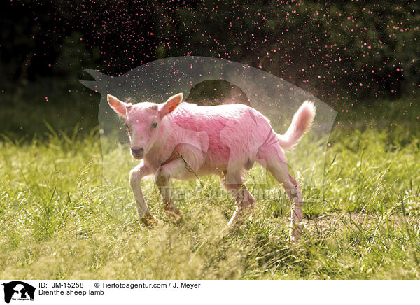 Drenthe Heideschaf Lamm / Drenthe sheep lamb / JM-15258