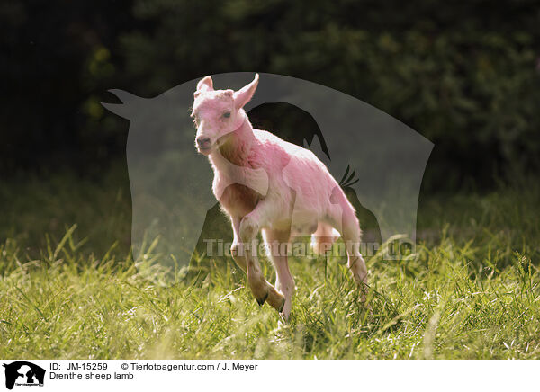 Drenthe Heideschaf Lamm / Drenthe sheep lamb / JM-15259