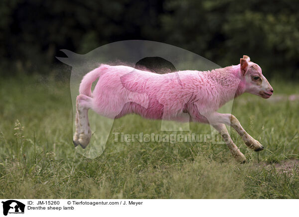Drenthe sheep lamb / JM-15260
