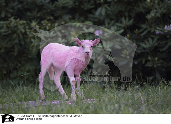 Drenthe Heideschaf Lamm / Drenthe sheep lamb / JM-15261