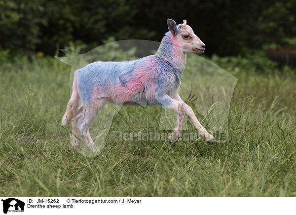 Drenthe sheep lamb / JM-15262