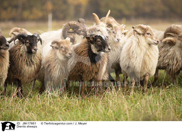 Drenthe Heideschafe / Drents sheeps / JM-17861