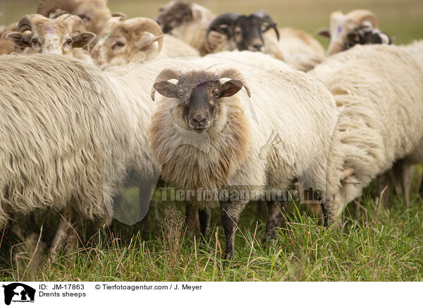 Drents sheeps / JM-17863