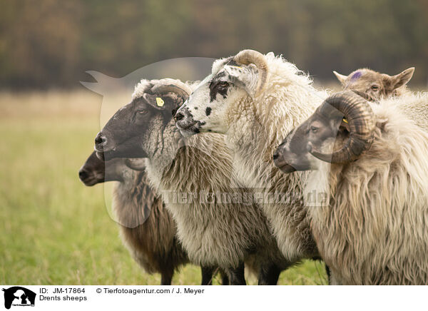 Drenthe Heideschafe / Drents sheeps / JM-17864