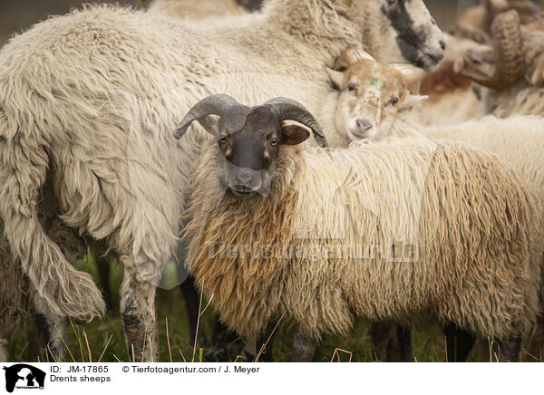 Drents sheeps / JM-17865