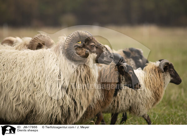 Drents sheeps / JM-17866