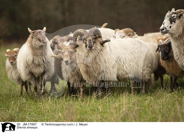 Drenthe Heideschafe / Drents sheeps / JM-17867