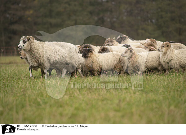 Drents sheeps / JM-17868