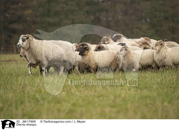 Drenthe Heideschafe / Drents sheeps / JM-17868