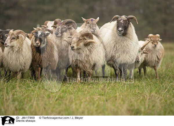 Drents sheeps / JM-17869