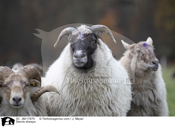 Drents sheeps / JM-17870