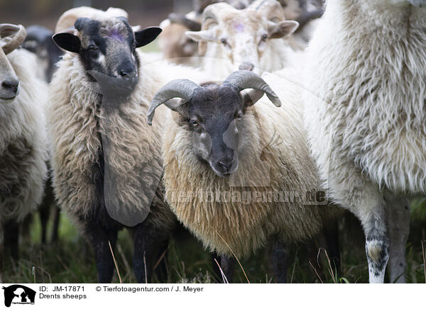 Drents sheeps / JM-17871