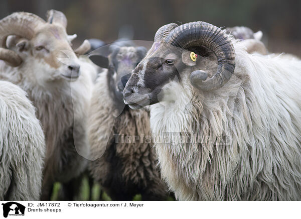 Drenthe Heideschafe / Drents sheeps / JM-17872