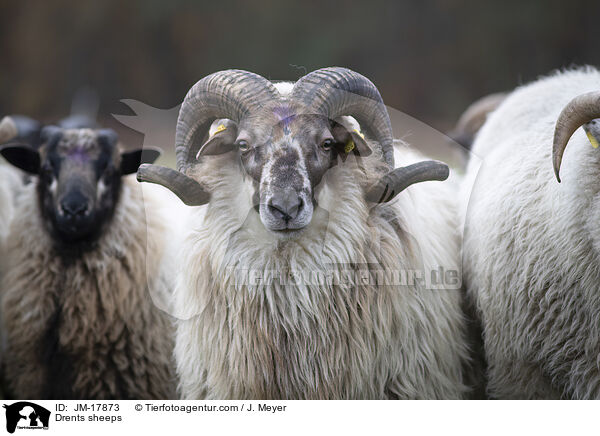 Drenthe Heideschafe / Drents sheeps / JM-17873