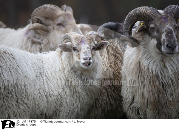 Drenthe Heideschafe / Drents sheeps / JM-17875