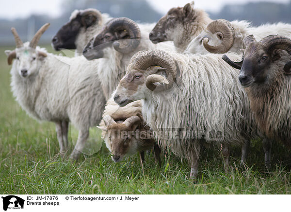 Drenthe Heideschafe / Drents sheeps / JM-17876