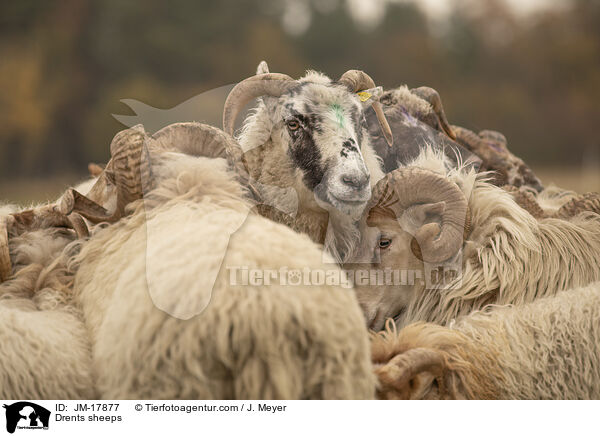 Drents sheeps / JM-17877