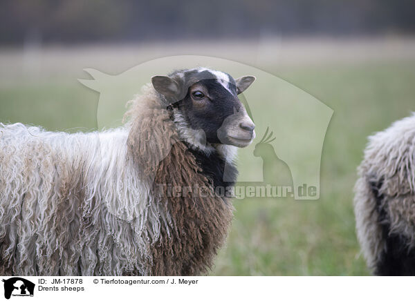 Drenthe Heideschafe / Drents sheeps / JM-17878