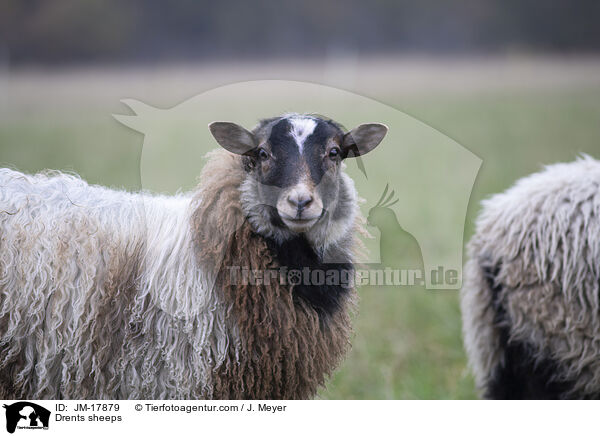 Drenthe Heideschafe / Drents sheeps / JM-17879