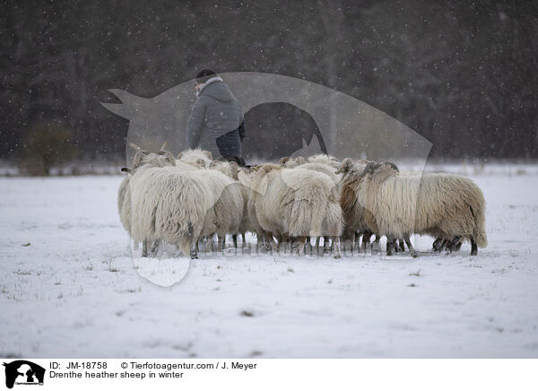 Drenthe Heideschafe im Winter / Drenthe heather sheep in winter / JM-18758